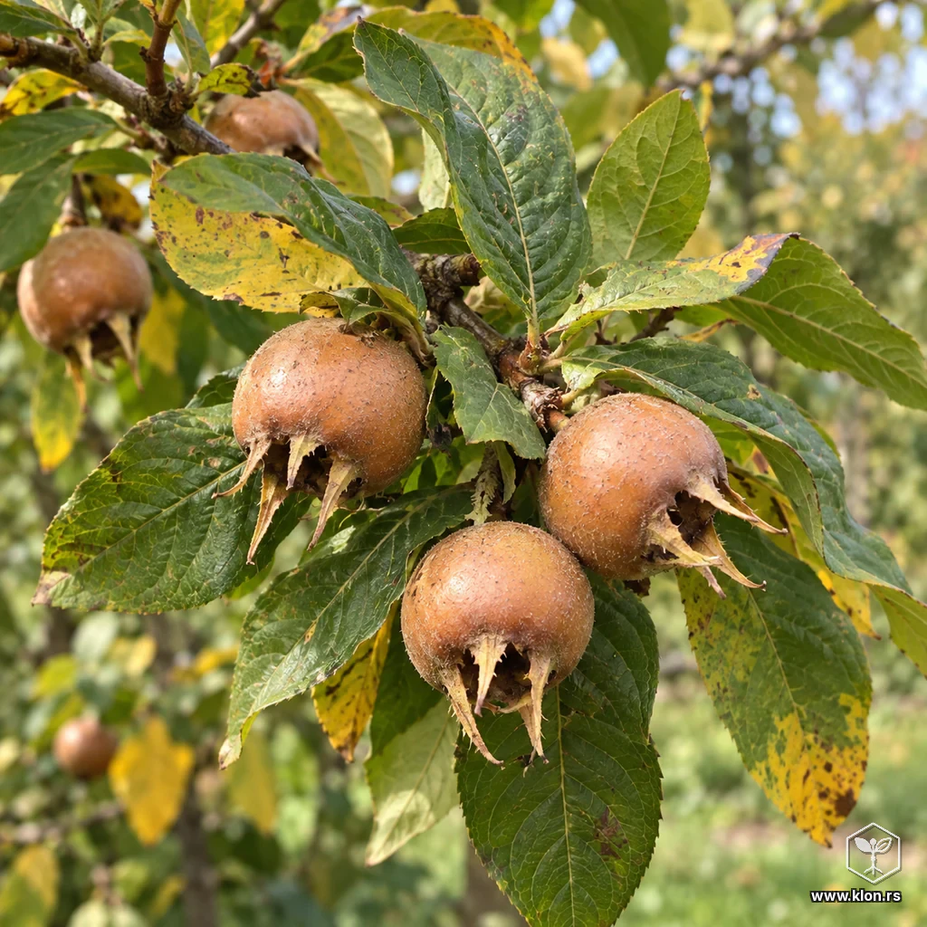 Besemena mušmula