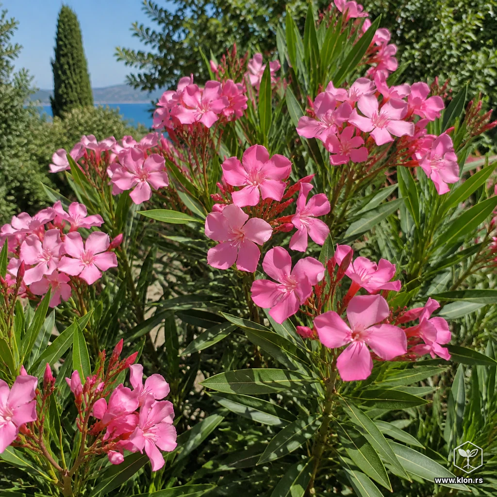 Oleander